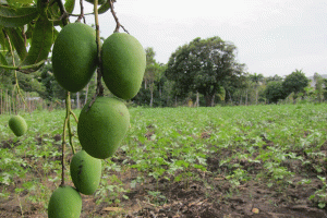 Death penalty for stealing mangoes!