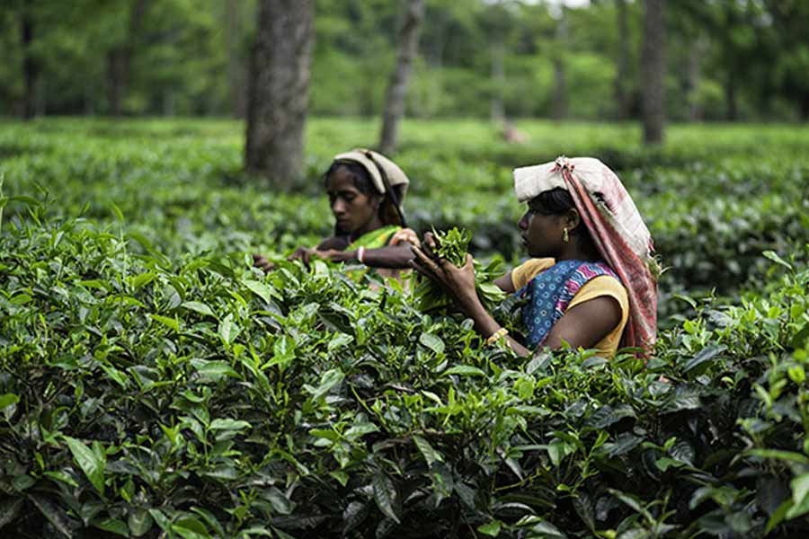 সবুজখেকো পোকার হামলা, উত্তরের চা উৎপাদন কমতে পারে প্রায় ৩০ শতাংশ