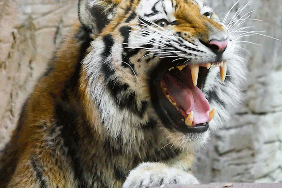 Tiger Kills Woman In this Madhya Pradesh Forest