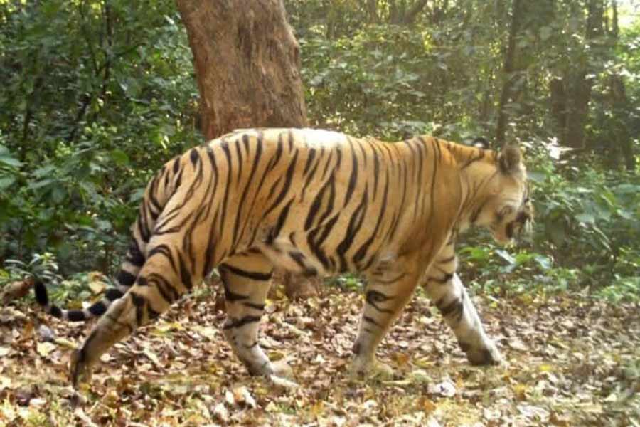 Royal Bengal Tigress is now in Dalma range