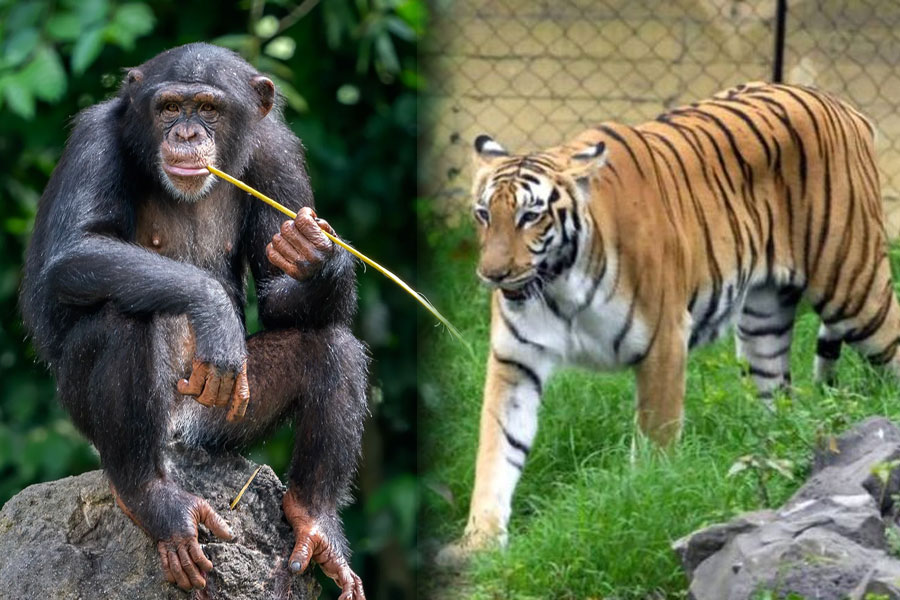 Alipore Zoo authority changes diet chart for animal due to heat wave