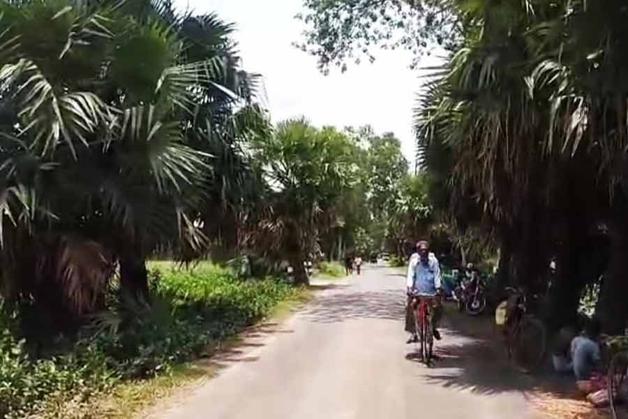 বজ্রাঘাত রোখার প্রচেষ্টা, ৭৫ হাজার তালগাছ লাগিয়ে সমাজকে বার্তা পাণ্ডুয়ার শিক্ষকের