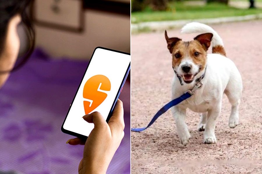 বাড়ি থেকে উধাও পোষ্য? মুশকিল আসান করে চলেছে Swiggy