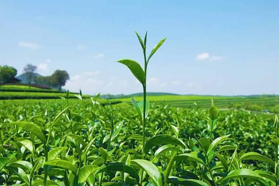 Northern 'Kawa' green tea faces closure in tourist-deprived Tulip Valley