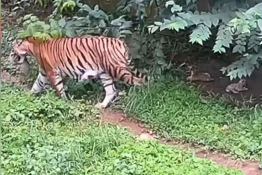৫৩ বছরে প্রথমবার! ত্রিপুরার চিড়িয়াখানায় ৩ শাবকের জন্ম দিল বাঘিনী