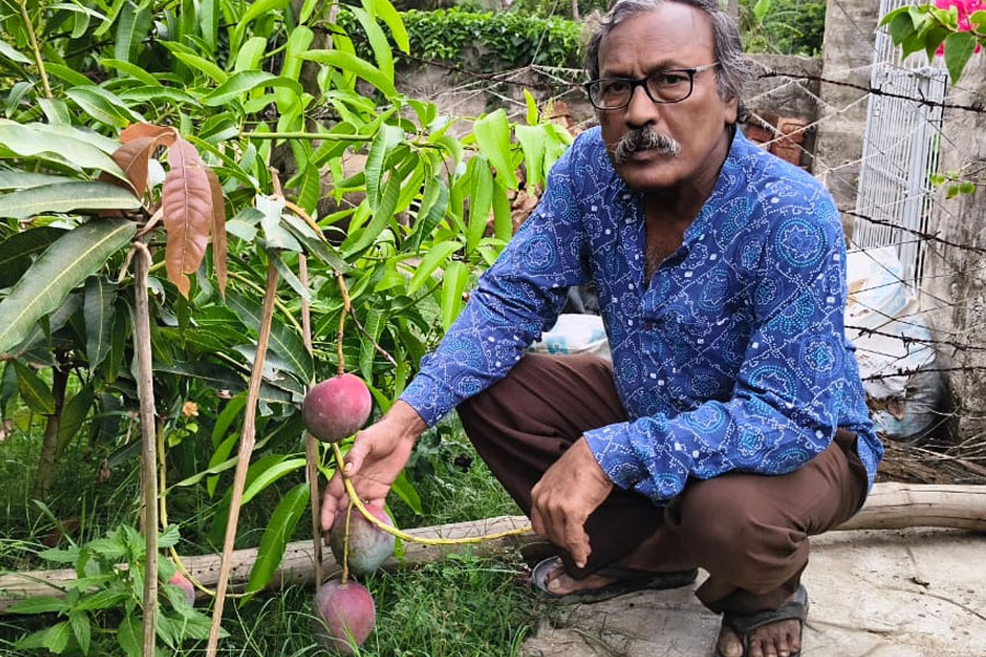 এক গাছে ১০০ প্রজাতির আম! তাক লাগালেন খেজুরির অবসরপ্রাপ্ত অধ্যক্ষ