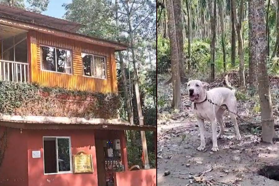 বন্য জন্তুর হামলা রুখবে পাকিস্তানি পিট বুল! জলদাপাড়ার হোম স্টে-র ভরসা জোড়া সারমেয়