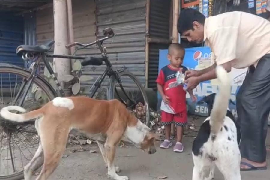 একথালা ভাতেই ভালো থাকা, ভালোবাসাও! পথকুকুরদের জন্য চালু মিড ডি মিল