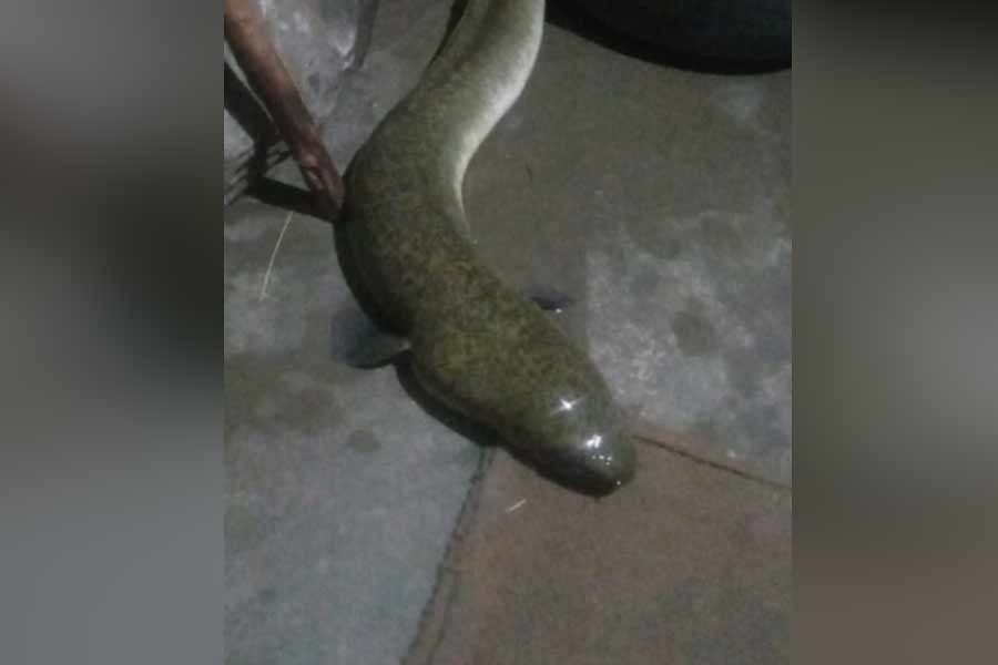 পুরুলিয়ায় মৎস্যজীবীর জালে আমেরিকান ইল! হতবাক মৎস্য দপ্তর, শুরু অনুসন্ধান