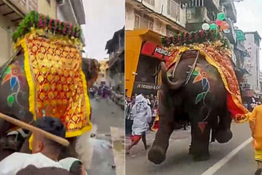 রথযাত্রায় গানের গুঁতো, ভিড়ের মাঝে রেগে লাল গজরাজ! আহত একাধিক, দেখুন ভিডিও