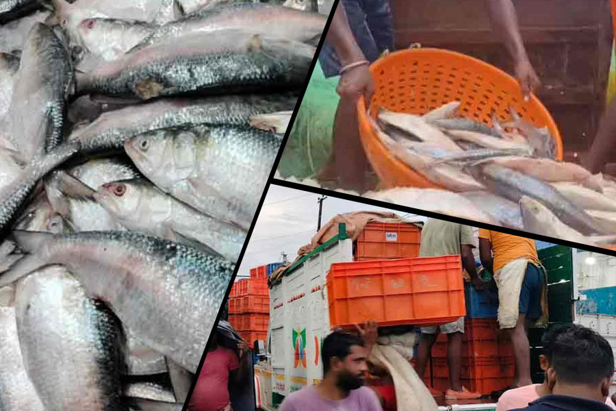 পয়লা আষাঢ়েই জালে ইলিশের প্রথম ঝাঁক, ডায়মন্ড হারবার বাজারে ৩০ টন রুপোলী শস্য