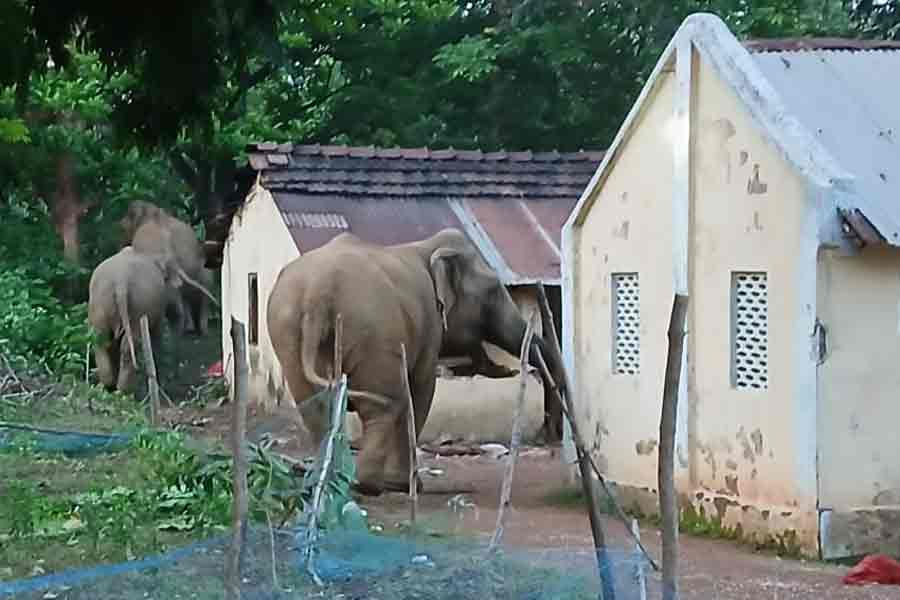 খাবারের লোভে অনাথ আশ্রম ঘিরে তাণ্ডব, ঝাড়গ্রামে প্রাণভয়ে জবুথবু ৫৭ শিশু ও কিশোর