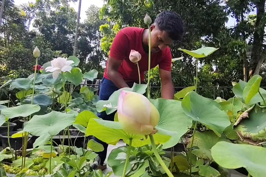 ছাদে ৪০ প্রজাতির পদ্ম চাষ! নজির গড়লেন হাবড়ার আইটিআই পড়ুয়া