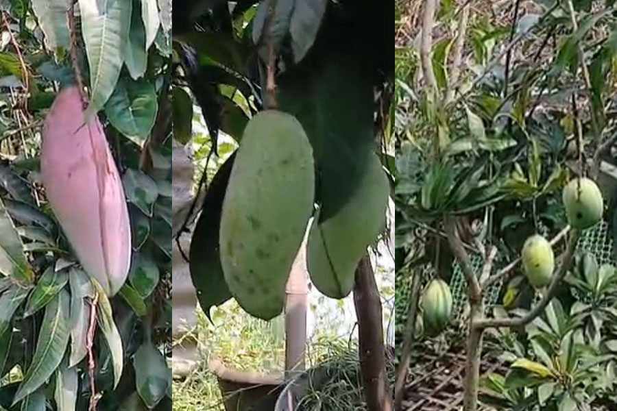 মিয়াজাকি থেকে রেড পালমার, ৬৫ প্রজাতির আম চাষ করে তাক লাগালেন আলিপুরদুয়ারের রেলকর্মী
