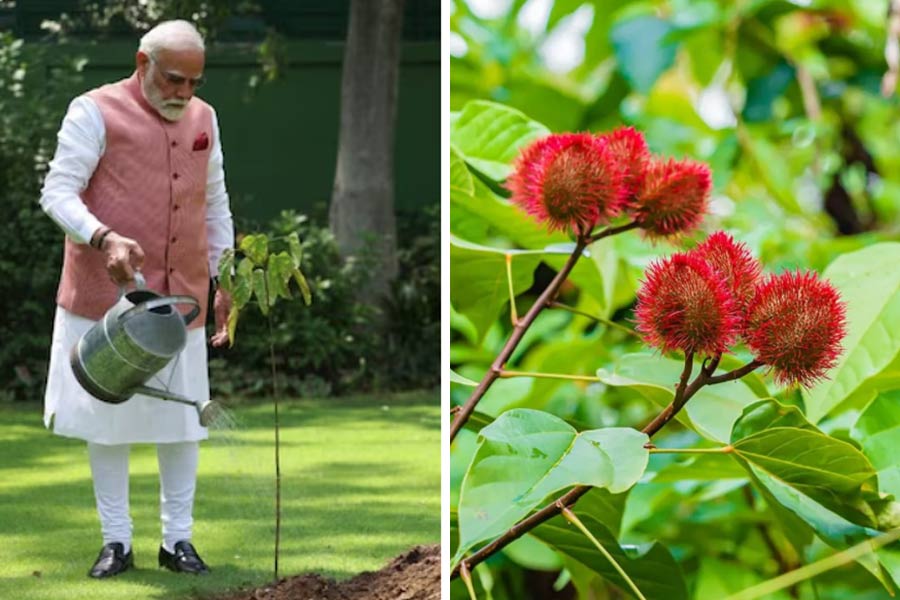 সিঁদুরে জোর! রেল চত্বরে বৃক্ষরোপনে প্রাধান্য মোদির দেখানো সিঁদুর গাছ