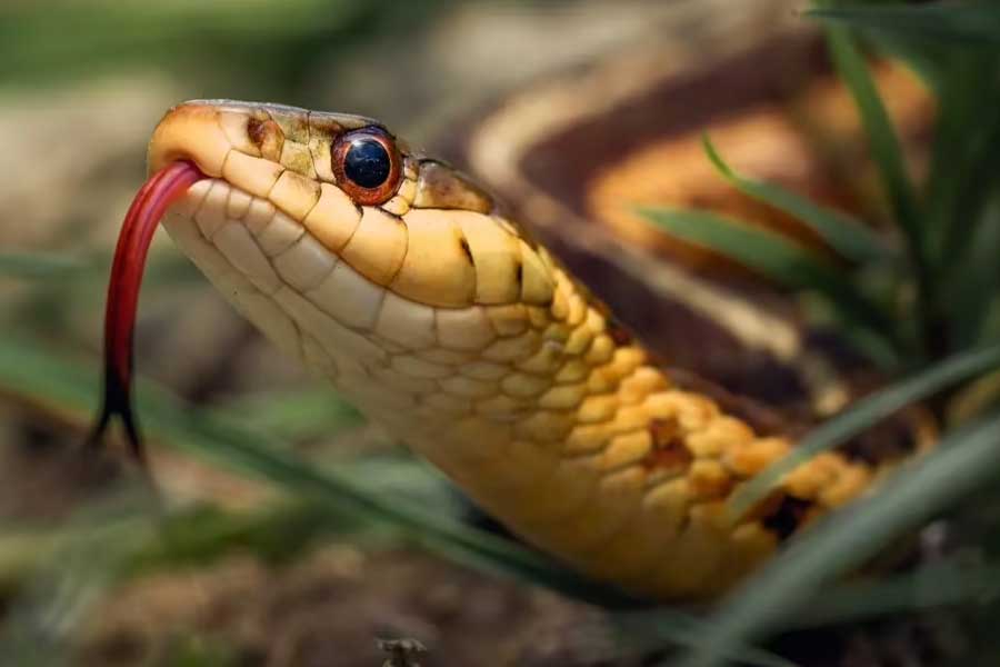 পণের টাকা না মেটানোর ‘অপরাধ’, বধূর ঘরে সাপ ছাড়ল শ্বশুরবাড়ির লোকেরা!