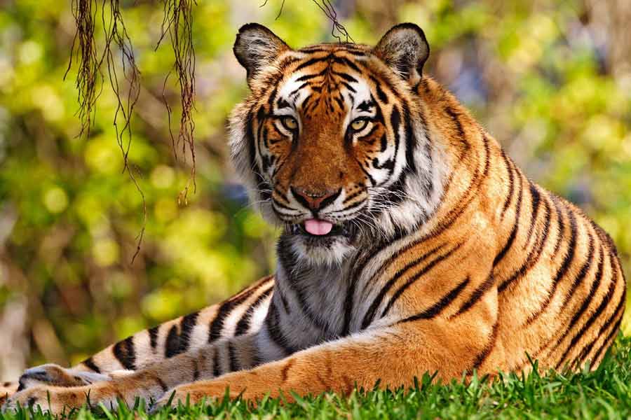 ঘরে ফিরেছে ২ বাঘ, রয়্যাল বেঙ্গলের তিন নতুন করিডর সংরক্ষণে বাংলা-ঝাড়খণ্ড