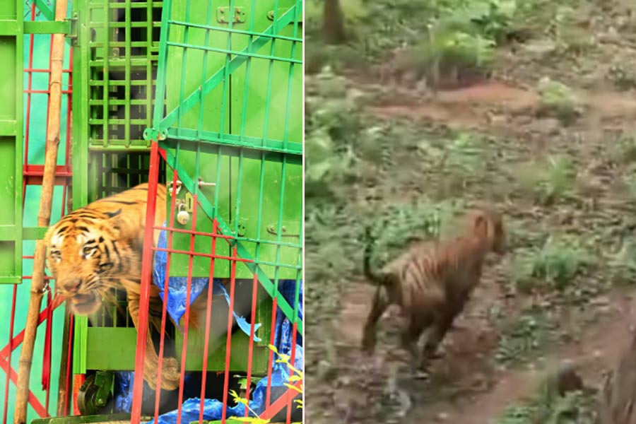 সবুজ খাঁচার দরজা খুলতেই দে ছুট! নিজের ঘরেও ২৪ ঘন্টার নজরদারিতে জিনাতসঙ্গী