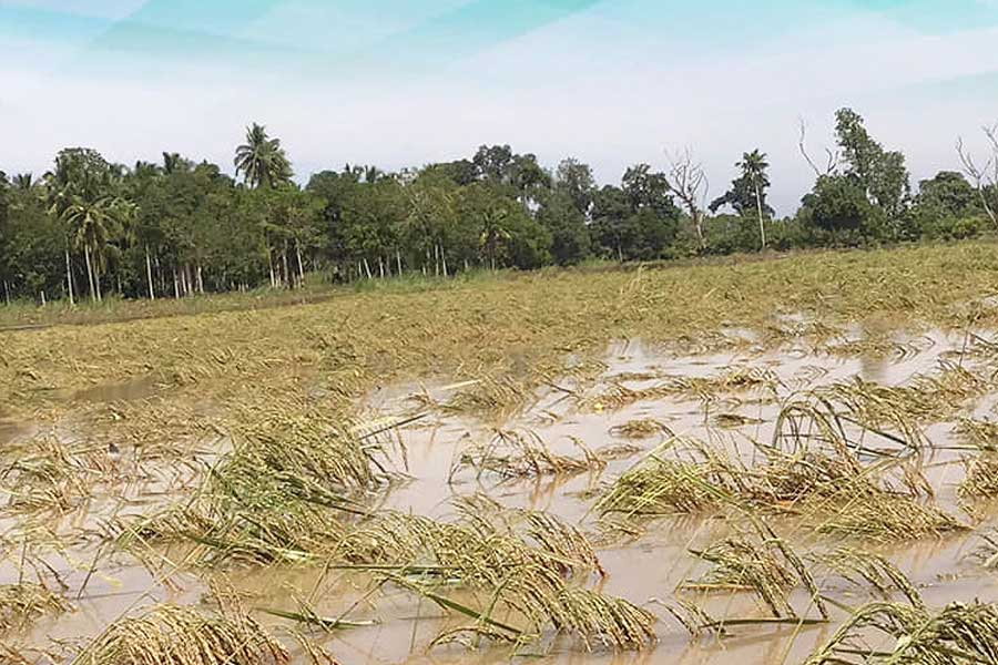 টানা বৃষ্টিতে জমিতে জল, নষ্ট বীজতলা, আমন ধান চাষে ক্ষতির আশঙ্কায় চাষিরা
