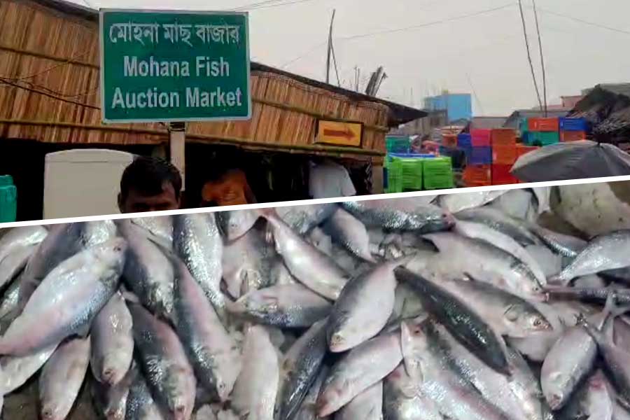 দিঘা উপকূলে জালে উঠল ১৫ টন ইলিশ, মরসুমের শুরুতে মৎস্যজীবীদের মুখে হাসি