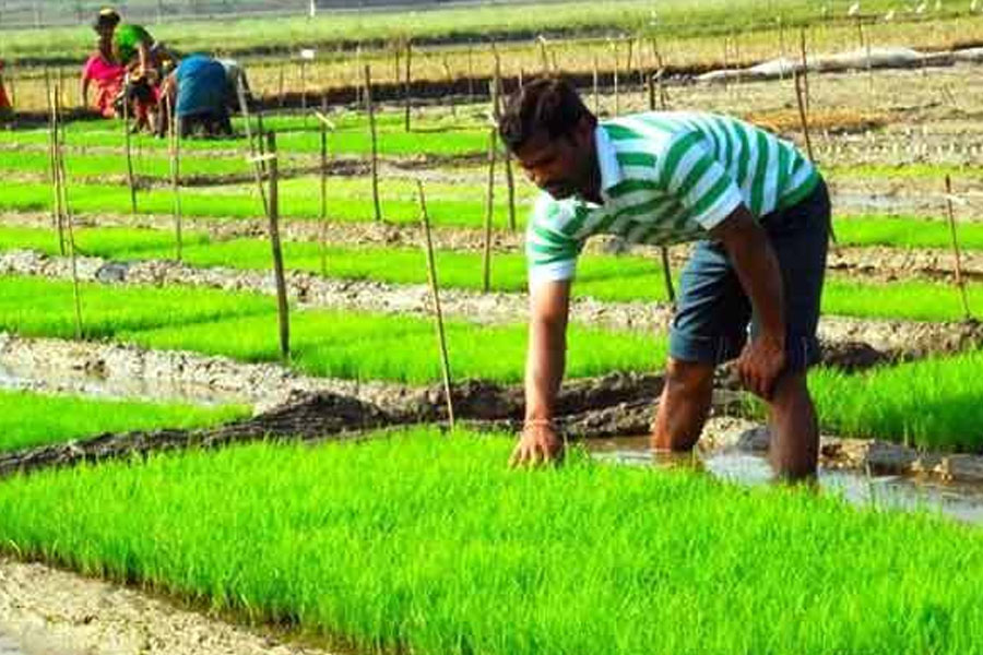 বর্ষা আগে এলেও পুরুলিয়ায় চিন্তায় কৃষকরা, মার খাচ্ছে বীজতলার কাজ