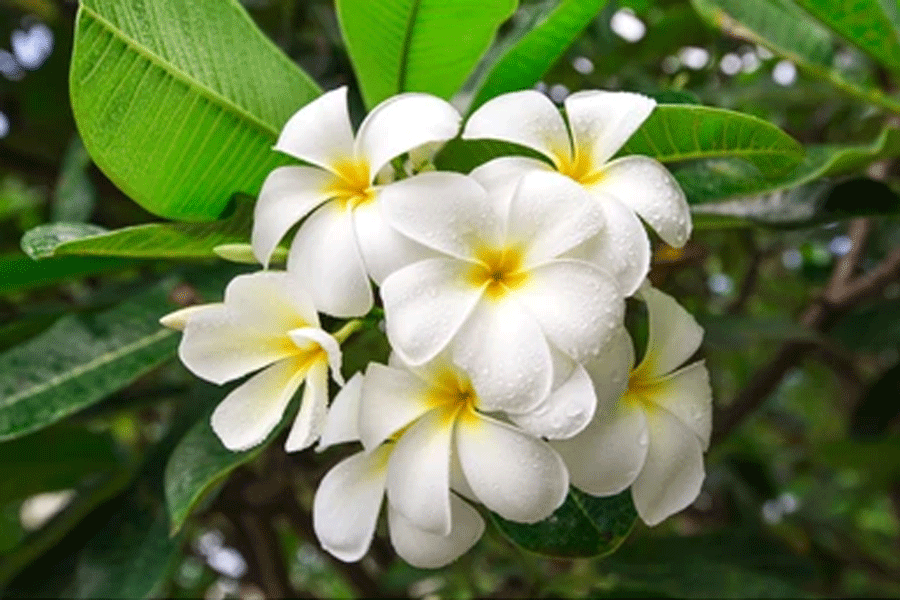 বাগানজুড়ে কাঠগোলাপের সম্ভার চান? এইভাবে করুন পরিচর্যা