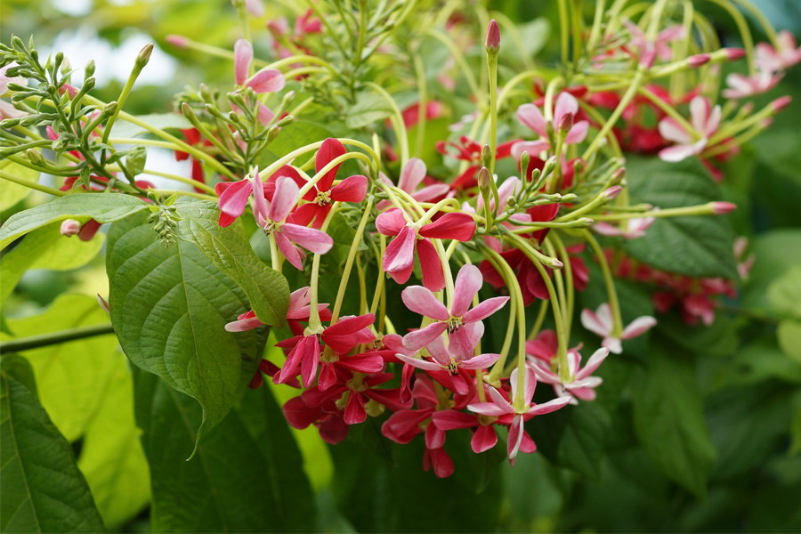 সুবাসিত মাধবীলতাতে বাড়ির বাগান সাজানোর ইচ্ছা! কীভাবে করবেন পরিচর্যা? রইল টিপস