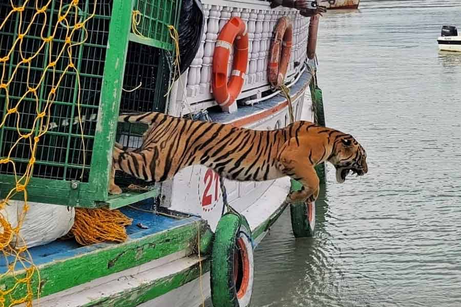 ছাগলের টোপেই কেল্লাফতে, কুলতলিতে গভীর রাতে খাঁচাবন্দি বাঘ