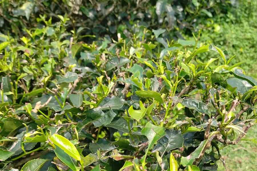 পাতা-সমেত গাছ ধ্বংস করছে শুঁয়োপোকা, ডুয়ার্সে চা বাগান রক্ষায় এবার ‘লাইট ট্র‍্যাপিং’
