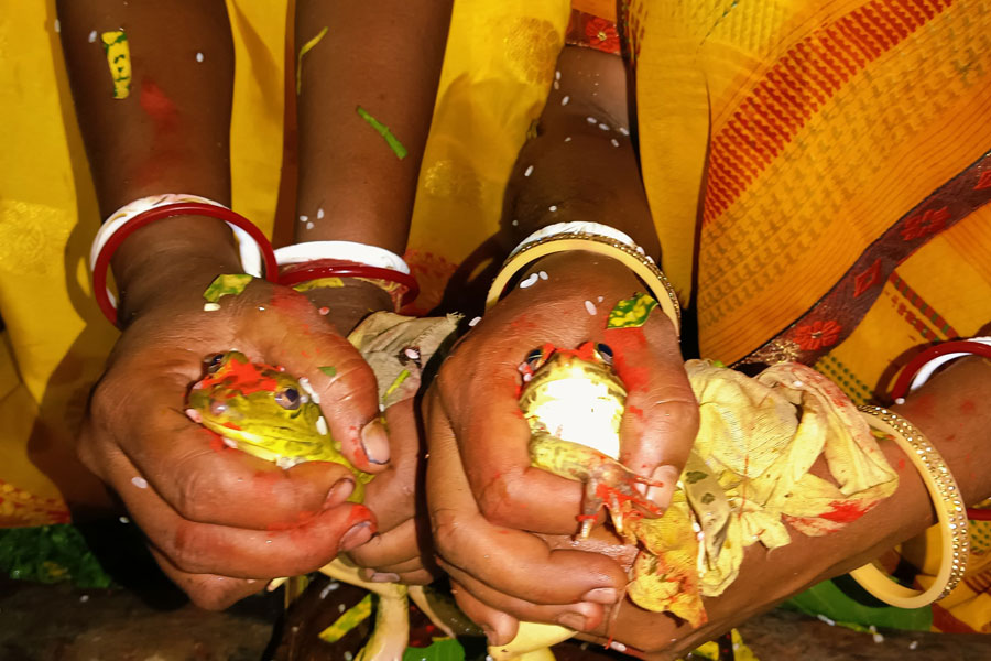 বৃষ্টির ঘাটতি উত্তরবঙ্গে! শুকোচ্ছে চা পাতা, ধান চাষে অসুবিধা, হতাশ পাহাড়বাসী