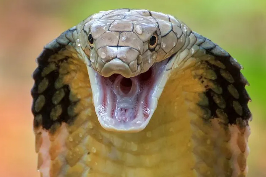 গোখরোকে কামড় একরত্তির! মৃত্যু বিষধরের, অক্ষত শিশু