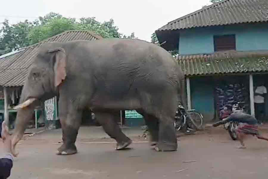 লেজ ধরে টান, প্রবল হল্লা! ভিড়ের ‘বাঁদরামি’তে চটে লাল ‘রামলাল’, ভাইরাল ঝাড়গ্রামের ভিডিও