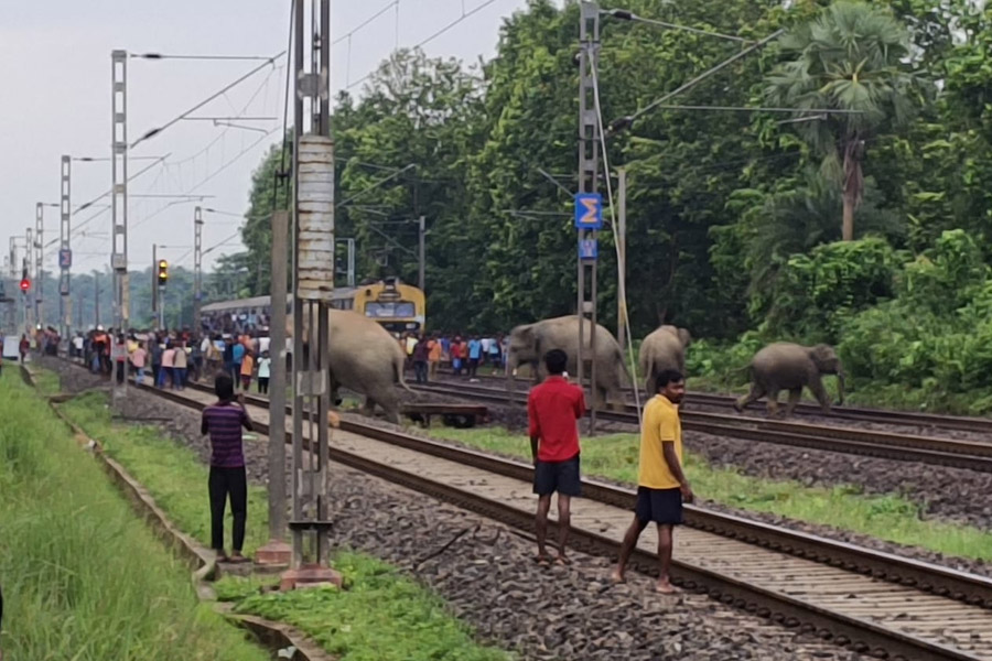 আগাম বার্তা সত্ত্বেও অসতর্ক রেল! জনশতাব্দীর ধাক্কায় ঝাড়গ্রামে মৃত্যু ৩ হাতির, ক্ষুব্ধ বন দপ্তর