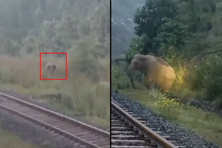 সহাবস্থান! রেলট্র্যাকে হাতির প্রসব, ঝাড়খণ্ডে ২ ঘণ্টা দাঁড়িয়ে রইল ট্রেন