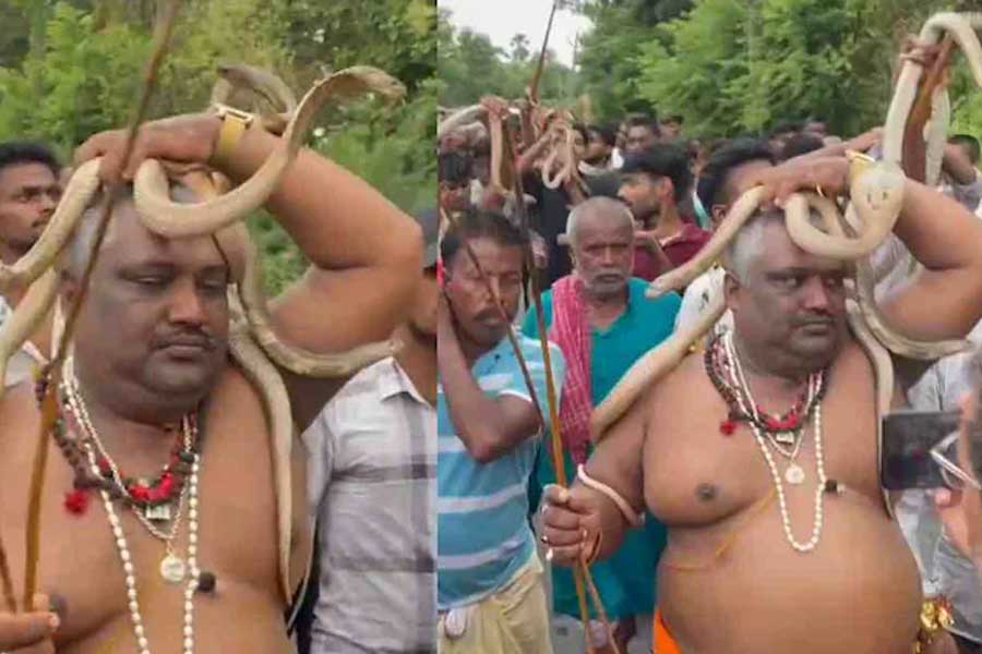 নাগপঞ্চমীতে শয়ে শয়ে সাপ নিয়ে মিছিল! ভিডিও দেখে শিউরে উঠছে নেটদুনিয়া
