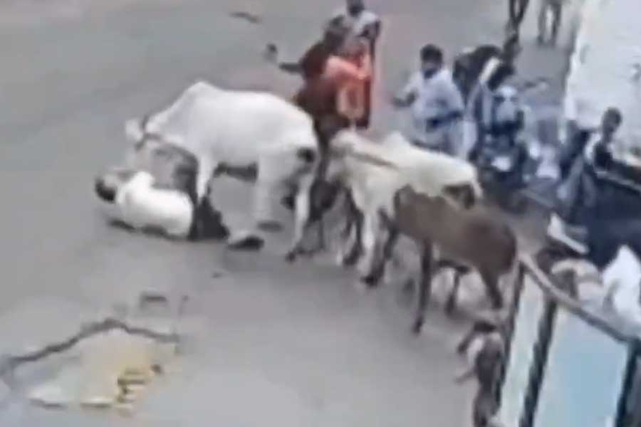 বাইক থেকে নামতেই বিপত্তি! বৃদ্ধকে রাস্তায় ফেলে লাথি, কামড় গরুর
