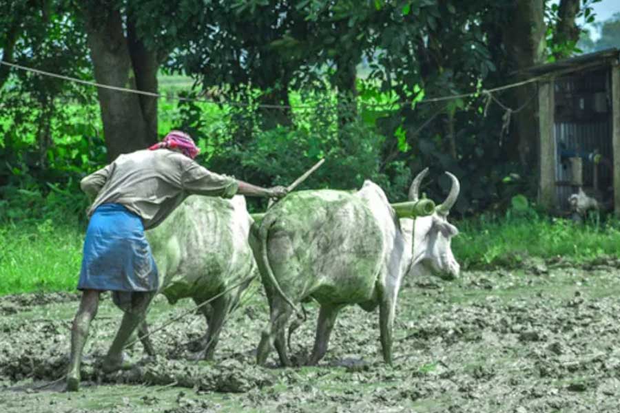 বার্ষিক আয় ৩ টাকা! টাইপ করার ভুলে ভারতের সবচেয়ে ‘দরিদ্র নাগরিক’ মধ্যপ্রদেশের কৃষক