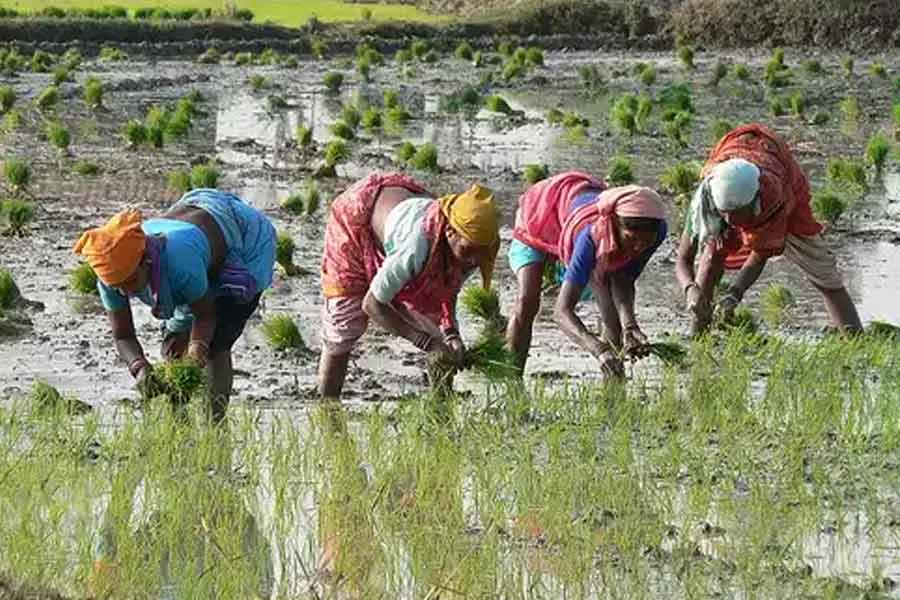 ৭ ফুট জলে জমি ঢাকলেও ফলবে ধান, হারিয়ে যাওয়া ‘ভাসা মানিক’ পেল রাজ্য