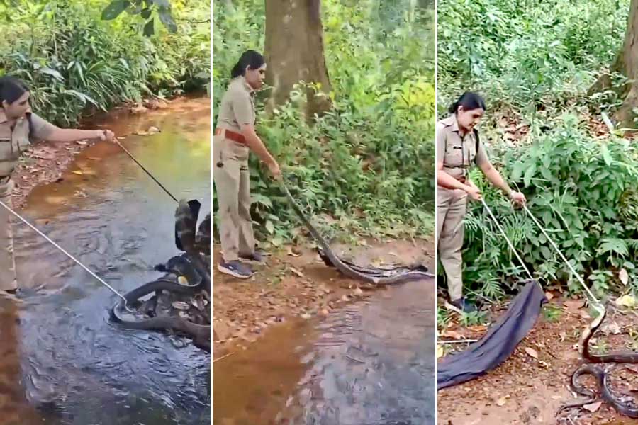 জঙ্গলে ফনা তুলে ১৬ ফুটের কিং কোবরা, মুখোমুখি সাহসিনী বন আধিকারিক, তারপর…