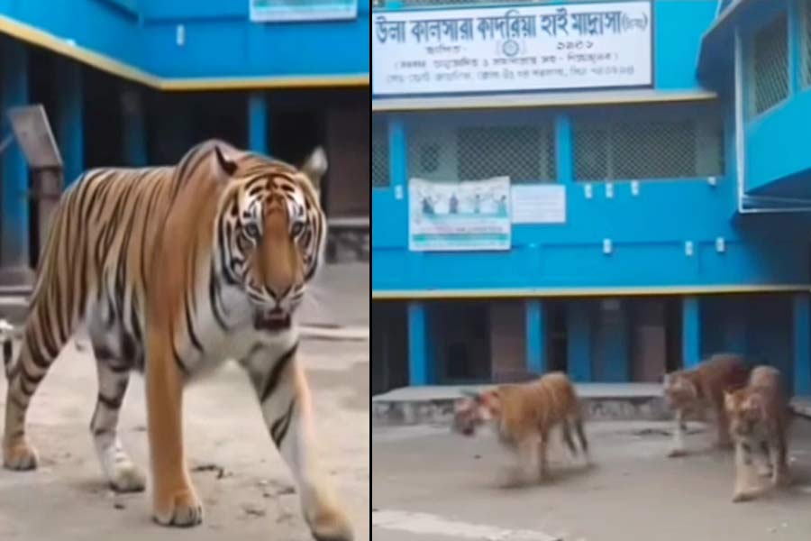বারাসতের মাদ্রাসায় বাঘ! শিক্ষকের সচেতনতা প্রচারে ভয়ে পালাল পড়ুয়ারা