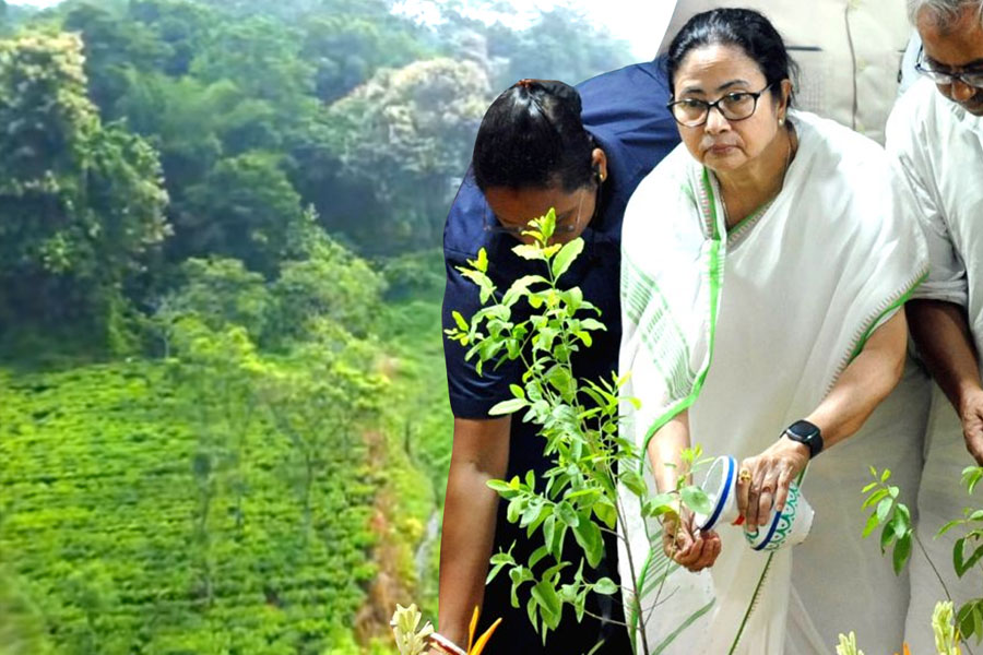 ‘সবুজ বাঁচাও, সবুজ দেখাও’ বনমহোৎসবে সচেতনতার বার্তা দিয়ে গান লিখলেন মুখ্যমন্ত্রী