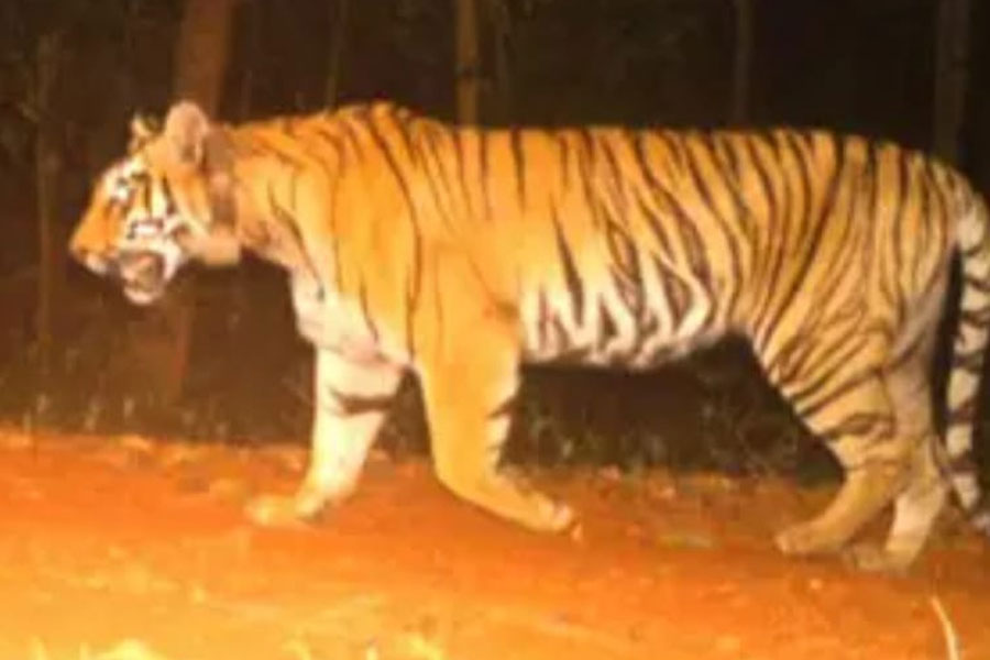 অন্তঃসত্ত্বা জিনাতের সৌজন্যে হলুদ ডোরাকাটা ফিরছে সিমলিপালে! সঙ্গী ‘কিলা’র জন্যও আসছে বাঘিনী