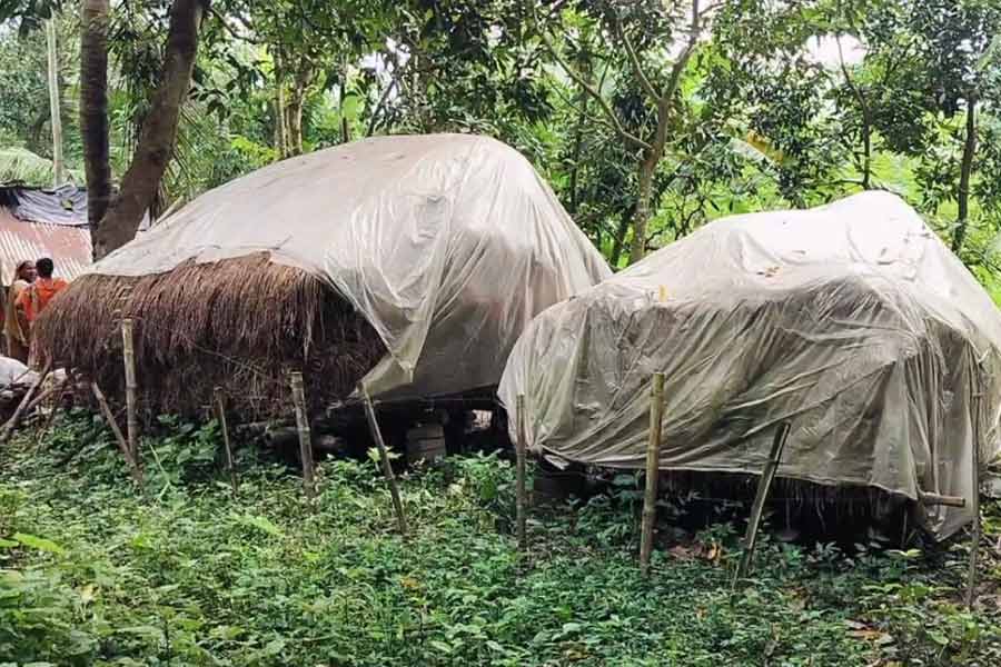 গবাদি পশুদের ‘শিক্ষা’ দিতে বিচুলির গাদায় ইলেকট্রিক তার দিয়েছিল বাবা, বিদ্যুৎস্পৃষ্ট হয়ে মৃত্যু মেয়ের