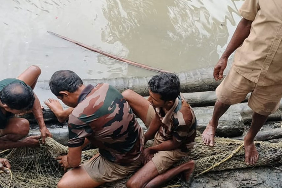 ২ মাসে ৩ বার! পাথরপ্রতিমার লোকালয়ে কুমিরের ঘনঘন যাতায়াত কেন? চিন্তিত বনদপ্তর
