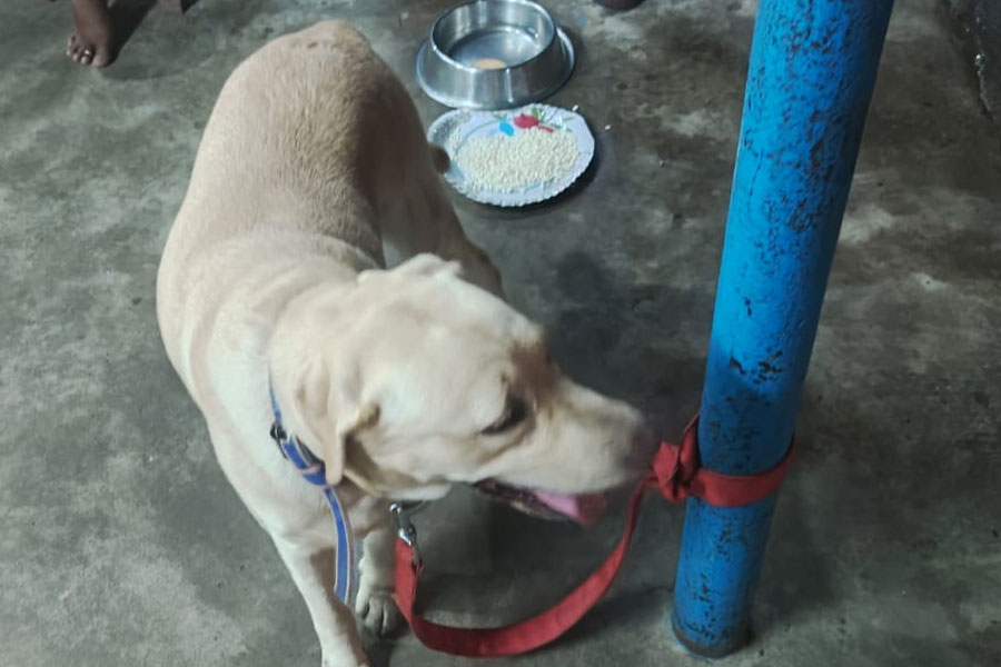 ভরদুপুরে শুনশান রাস্তায় পোষ্যকে ছেড়ে পালালেন মালিক! সারমেয়কে ‘দত্তক’ নিলেন বিডিও