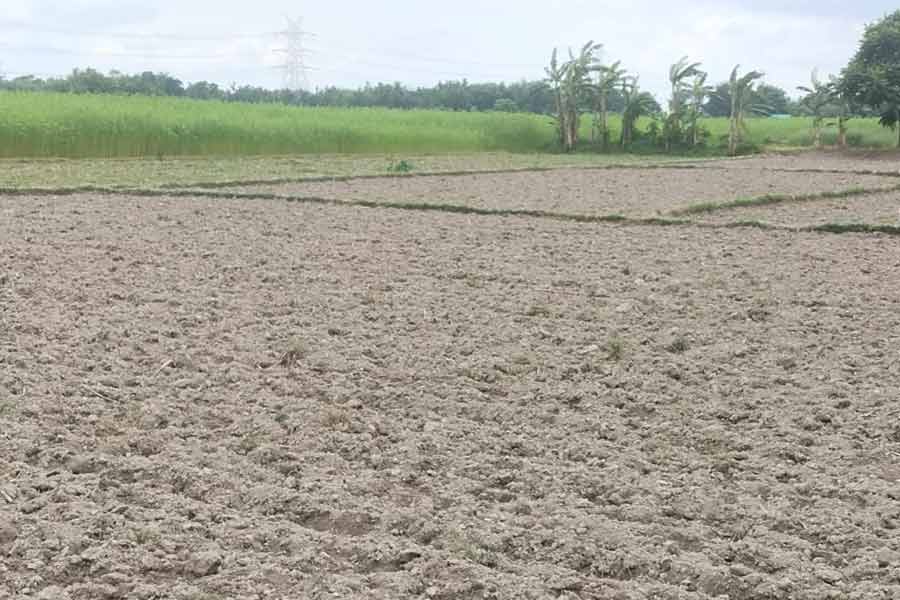 বৃষ্টি নেই, প্রখর রোদে মাঠে উড়ছে ধুলো, চাষের সঙ্কট বাড়ছে উত্তরে