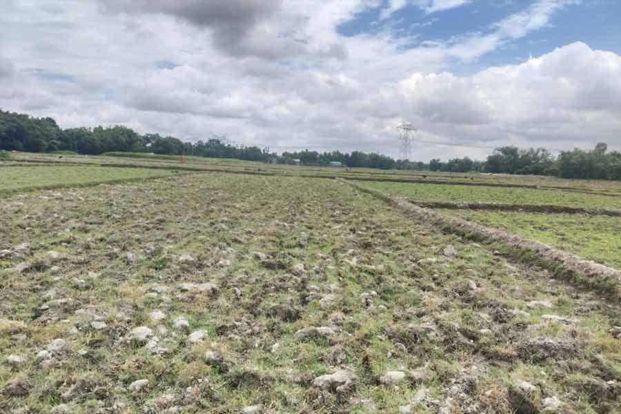 উত্তরে টানা ভারী বৃষ্টি অমিল, অসময়ে বীজতলা শুকিয়ে বিপাকে আমন ধানচাষিরা