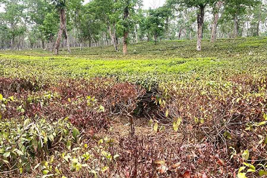 লাল মাকড়শার হানায় উধাও চা বাগানের সবুজ পাতা! দুশ্চিন্তা বাড়ছে পাহাড়ে
