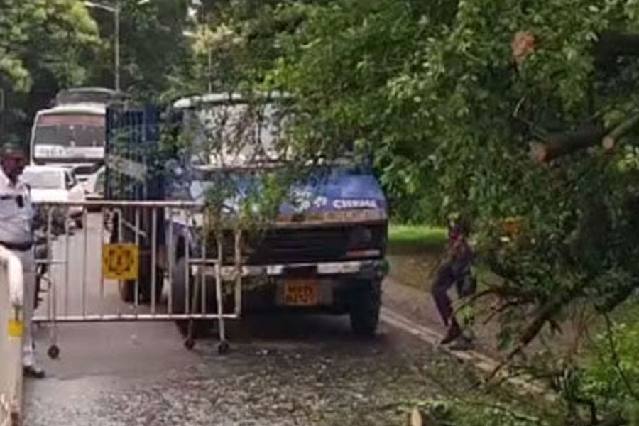 বিপদের ঝুঁকি নিয়ে শহরের বুকে দাঁড়িয়ে ২২০ বৃক্ষ, সমীক্ষা কলকাতা পুরসভার