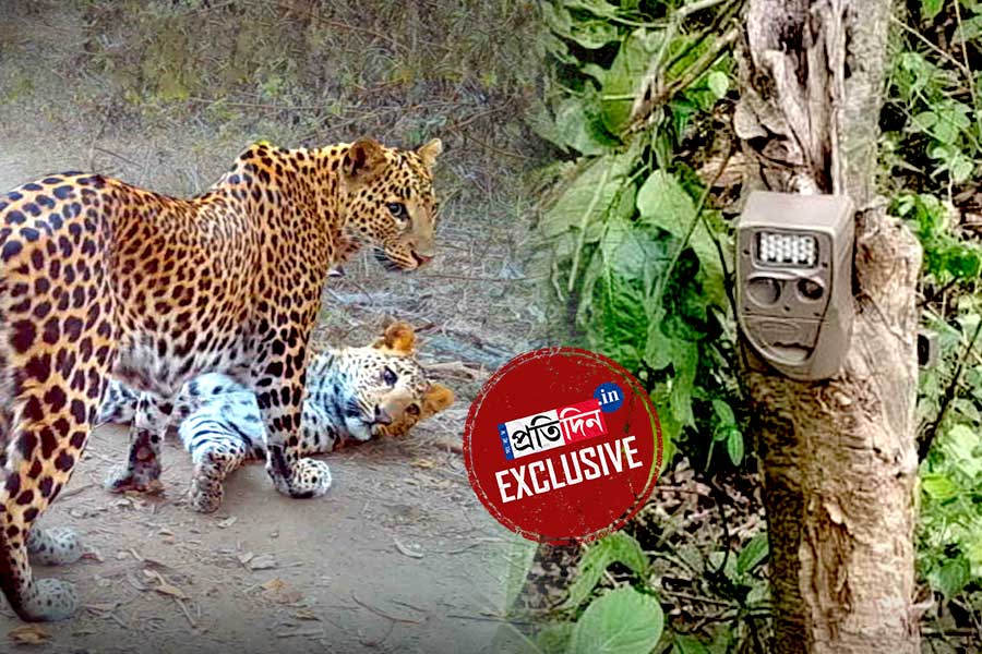 জঙ্গলে চিতাবাঘের ঘর-সংসার! ট্র্যাপ ক্যামেরায় ধরা পড়ল গতিবিধি